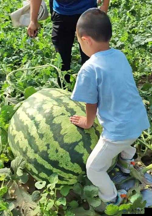 51 热门大瓜今日大瓜：最新瓜情大揭秘