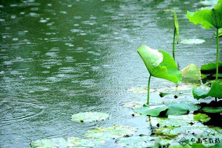 老人雨中赏荷：宁静与美好