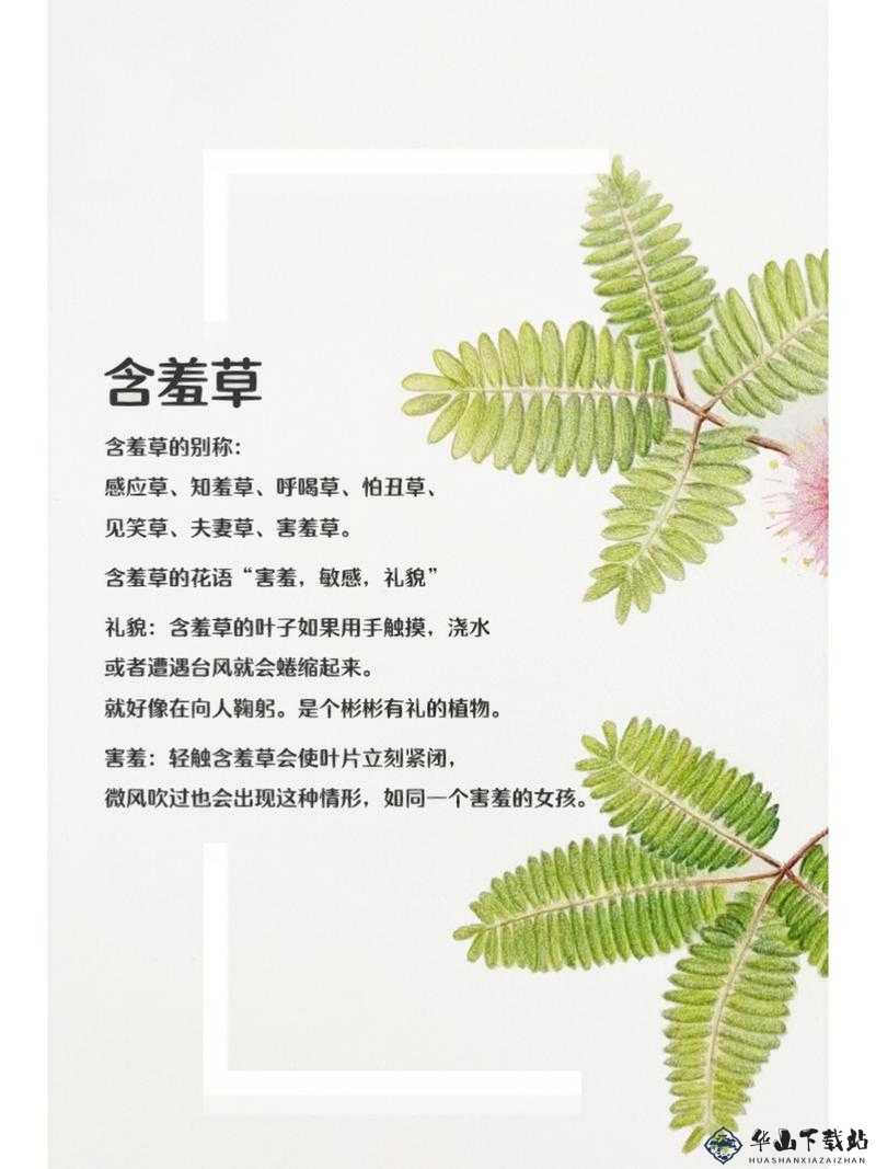 含羞草的作用：神奇植物的多元价值展现