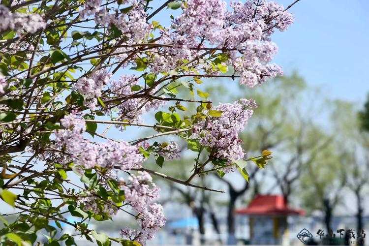 三月丁香园：繁花似锦，满园春色