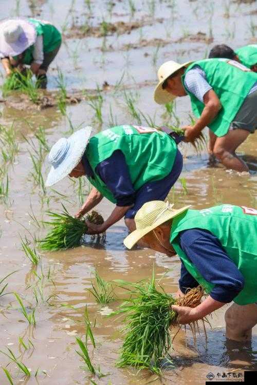 猛虎下山插秧法：独特的农耕技艺